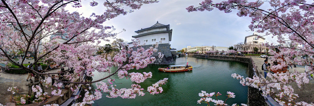 Cherry Blossoms and 